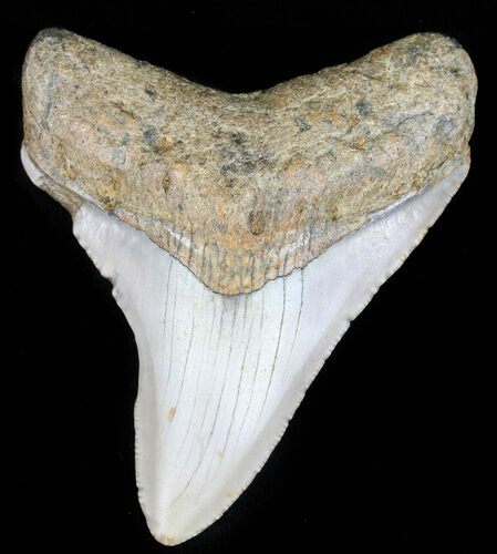 Megalodon Tooth - North Carolina #59131